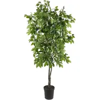 Mr Plant , Benjamin Viikuna 165 cm