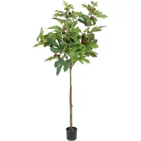 Mr Plant , Viikunapuu 150 cm