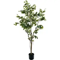 Mr Plant Benjamin Viikuna 150 cm