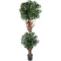 Mr Plant Panda viikuna 180 cm