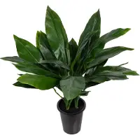 Mr Plant , Aspidistra Huonekasvi 75 cm