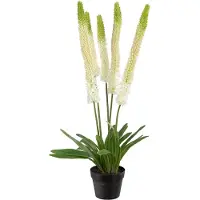 Mr Plant Aroliilia Huonekasvi 95 cm Valkoinen