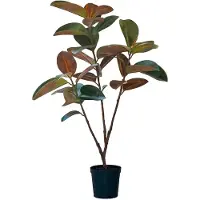 Mr Plant , Viikuna Elastica 210 cm