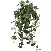 Mr Plant , Muratti 75 cm