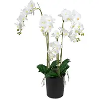 Mr Plant Phalaenopsis Orkidea 130 cm Valkoinen