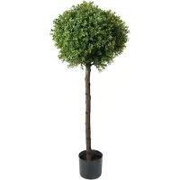 Mr Plant Buxbom 115 cm