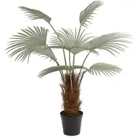 Mr Plant , Palmu 150 cm