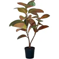 Mr Plant , Viikuna Elastica 90 cm