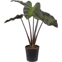 Mr Plant Alocasia Puu 100 cm