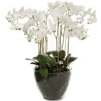 Mr Plant Phalaenopsis Orkidea 90 cm Valkoinen
