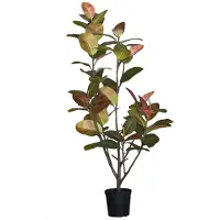 Mr Plant , Viikuna Elastica 180 cm