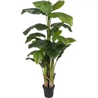 Mr Plant , Banaanipuu 240 cm
