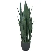 Mr Plant Sansivieria Huonekasvi 100 cm