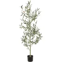 Mr Plant , Oliivipuu 140 cm