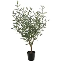 Mr Plant Oliivipuu 100 cm