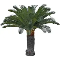 Mr Plant Cycas Palmu 100 cm
