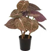Mr Plant Anthurium Huonekasvi 60 cm