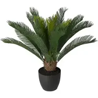 Mr Plant Cycas Huonekasvi 70 cm