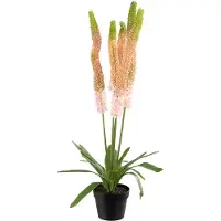 Mr Plant , Aroliilia Huonekasvi 95 cm Vaaleanpunainen
