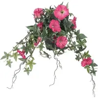 Mr Plant , Morning Glory Pinkki