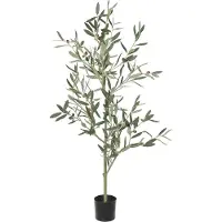 Mr Plant , Oliivipuu 120 cm