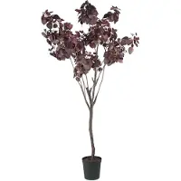 Mr Plant , Cotinus Puu 200 cm
