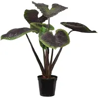 Mr Plant , Alocasia Puu 130 cm