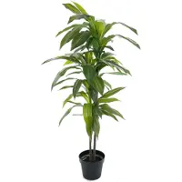 Mr Plant , Dracaena Puu 100 cm