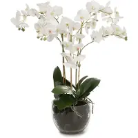 Mr Plant , Phalaenopsis Orkidea 70 cm Valkoinen