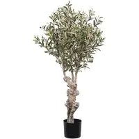 Mr Plant , Oliivipuu 120 cm