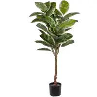 Mr Plant Viikuna Elastica 150 cm