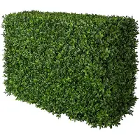 Mr Plant , Buxbom Pensas 50 cm
