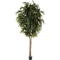 Mr Plant Longifolia Puu 320 cm