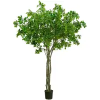 Mr Plant , Benjamin Viikuna 330 cm
