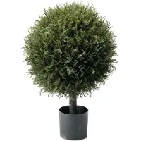 Mr Plant , Kuusipuu 70 cm