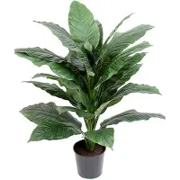 Mr Plant Rauhanlilja Huonekasvi 105 cm