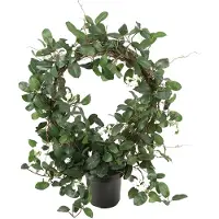 Mr Plant , Stephanotis Huonekasvi 75 cm Valkoinen