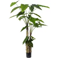 Mr Plant Alocasia Tree 200 cm