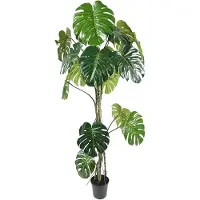 Mr Plant , Monstera 180 cm