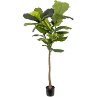 Mr Plant Viuluficus 150 cm