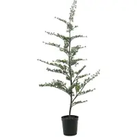 Mr Plant Setripuu ruukussa 150 cm