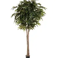 Mr Plant Longifolia puu 260 cm