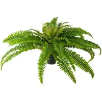 Mr Plant Saniainen 40 cm