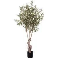 Mr Plant Oliivipuu 150 cm