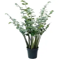 Mr Plant Zamifolia ruukussa 120 cm