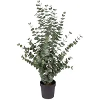 Mr Plant Eukalyptuspuu 110 cm