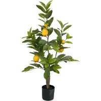 Mr Plant Sitruunapuu 90 cm