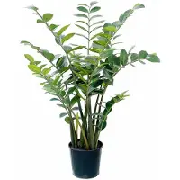 Mr Plant Zamifolia ruukussa 130 cm