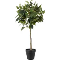Mr Plant Benjamin Viikuna 75 cm