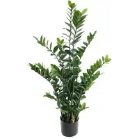Mr Plant , Zamifolia Huonekasvi 130 cm